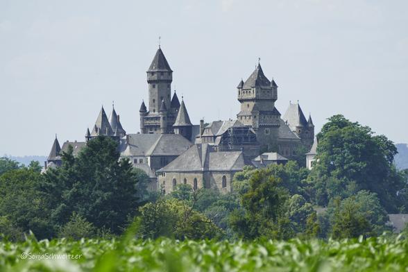 Blick hinweg über ein Maisfeld auf das Schloss welches von Bäumen umsäumt ist.