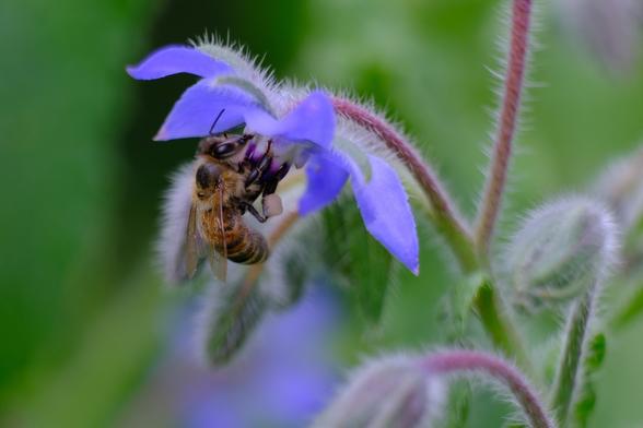 Foto von einer Biene an einer  lila Blüte