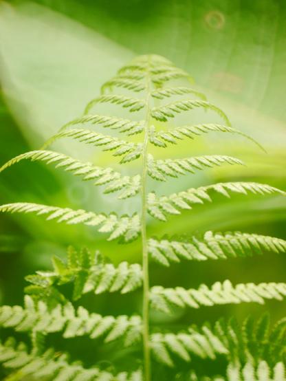 A vertical image of a fern stem, with its leaves stretching out to the sides. The background is blurred and seems to be illuminated by sunlight.