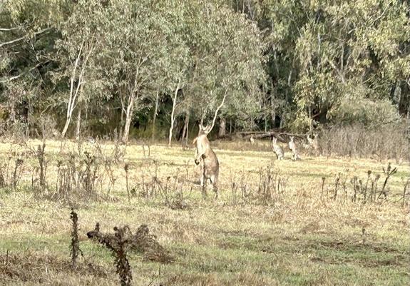 A mob of kangaroos 🦘 alert to my presence & standing in a paddock of drying grasses & weeds. Native trees can be seen behind the kangaroos.