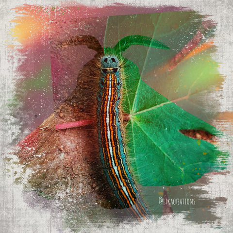 "le rêve de la chenille" : Photo d'une chenille orange et bleu turquoise sur une feuille verte. En superposition la photo de son papillon, la livrée des arbres. Papillon bombyx assez commun, beige clair.