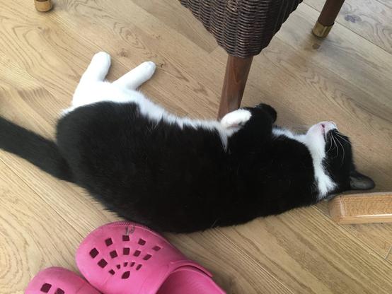Black and white cat lying on the ground