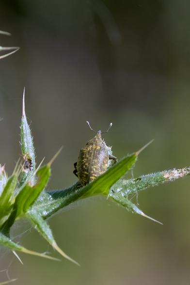 A green bug with yellow specks sits on the leaf of a thistle.