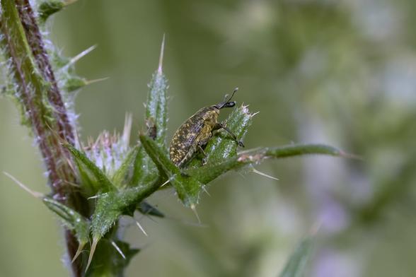 A green bug with yellow specks sits on the leaf of a thistle.