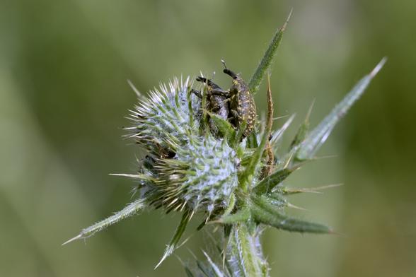 Two green bugs with yellow specks mate on the flower bud of a thistle.