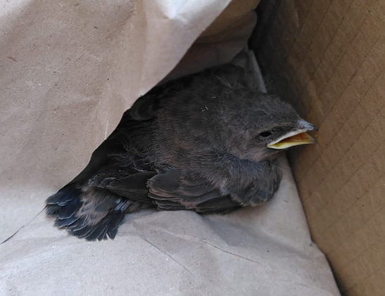 Pollo de avión roquero en una caja de cartón. Es un pájaro pequeñito con plumas grises y pico amarillo, todavía tiene algo de plumón y no se le ven los puntos blancos de la cola característicos de los adultos.
Llamé ayer al 112 y hoy ha venido una forestal a buscarlo.
