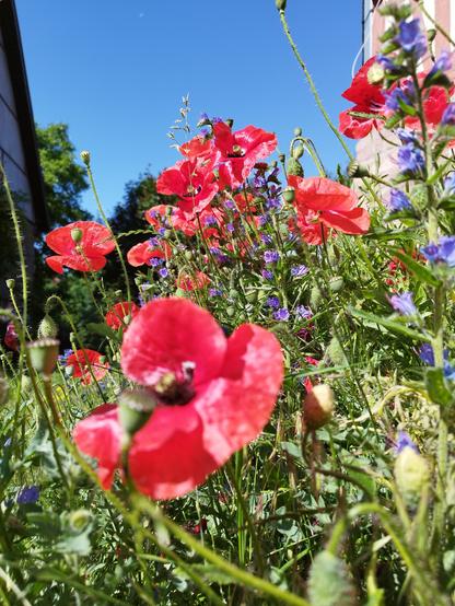 Mohn- und Natternkopfblüten vor blauem Himmel .. Rechts und links sind Fachwerkhäuser zu erahnen