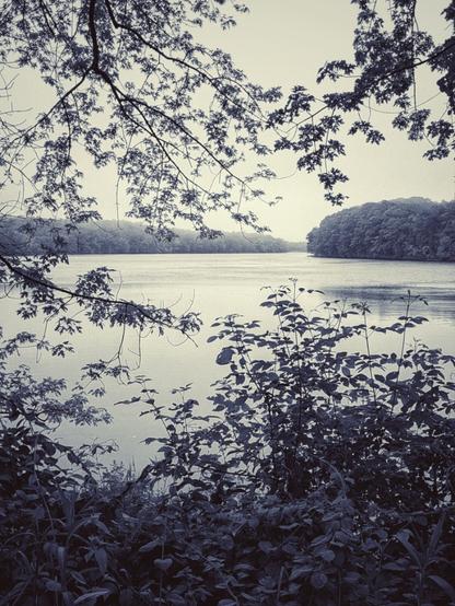 The wide slow banks of the Androscoggin are crowded with fervent undergrowth reaching skyward and the thick forest tree branches reaching down from high above, the leaves often nearly reaching the surface of the water