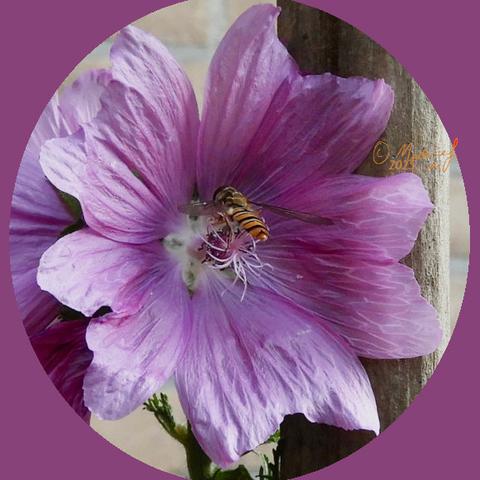 Snorzweefvlieg in een roze bloem van het kaasjeskruid.