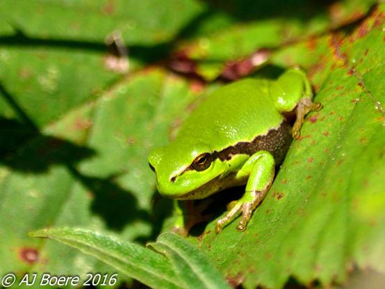 European tree frogs are small; males range from 32–43 mm (1.3–1.7 in) in length, and females range from 40–50 mm (1.6–2.0 in) in length. They are slender, with long legs Their dorsal skin is smooth, while their ventral skin is granular. Their dorsal skin can be green, gray, or tan depending on the temperature, humidity, or their mood. Their ventral skin is a whitish color, and the dorsal and ventral skin is separated by a dark brown lateral stripe from the eyes to the groin. Females have white throats, while males have golden brown throats with large (folded) vocal sacs. The head of H. arborea is rounded, the lip drops strongly, the pupil has the shape of a horizontal ellipse, and the tympanum is clearly recognizable. The discs on the frog's toes, which it uses to climb trees and hedges, is a characteristic feature of H. arborea . Like other frogs, their hind legs are much larger and stronger than the fore legs, enabling the frogs to jump rapidly.