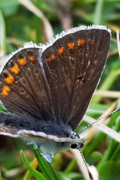 Schmetterling von schräg oben. Die Flügel sind dunkelbraun mit orangenen Punkten am Rand.