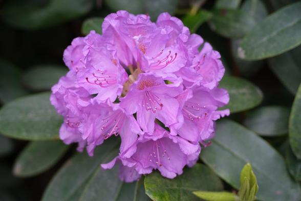 Purple rhododendron flowers.