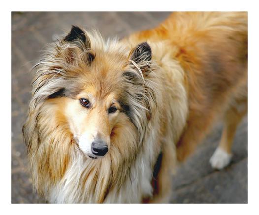 rough Collie closeup