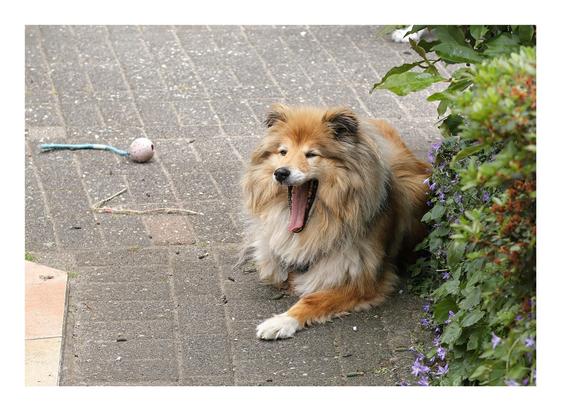 rough Collie yawning