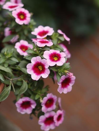 Red flowers