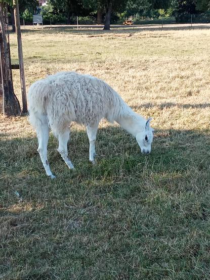 A lama is grazing...