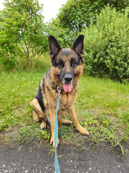 A photo of a German Shepherd Dog sitting on the grass and staring at the camera with his tongue out