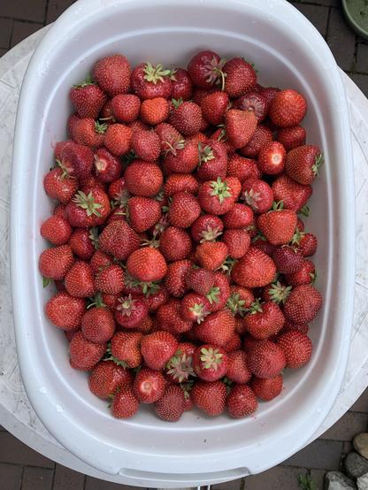Weiße Wanne mit frisch gepflückten dicken roten Erdbeeren