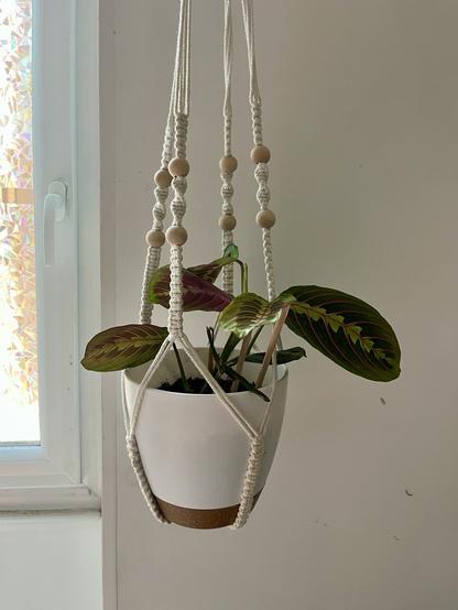 Peter Parker, ma
Prayer plant, après l'amputation