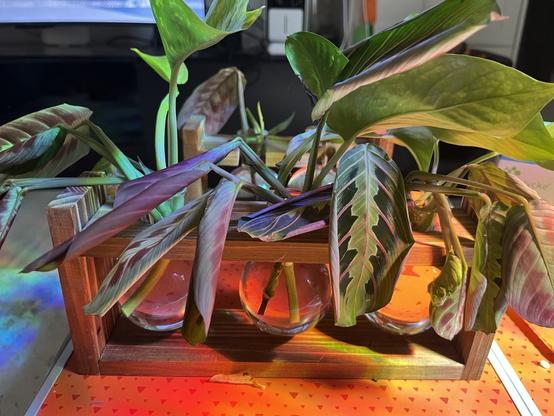 Photos des 6 flacons de bouturages, remplis d'eau et de Pothos et des coupes de James Dean la
Prayer plant