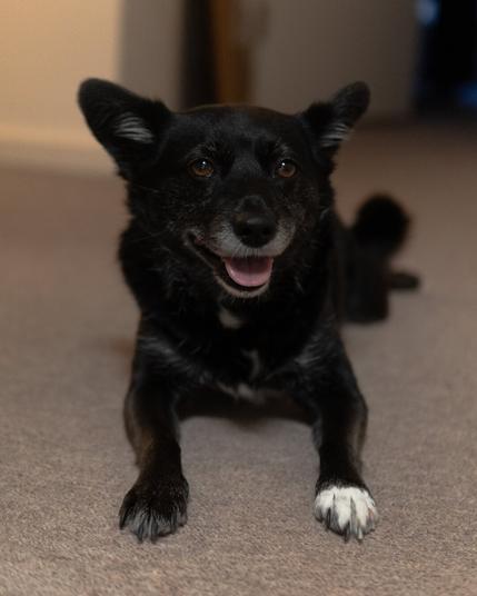 Fern a black schipperkie cross with a white paw, looking at the camera, with her tongue out, and smiling