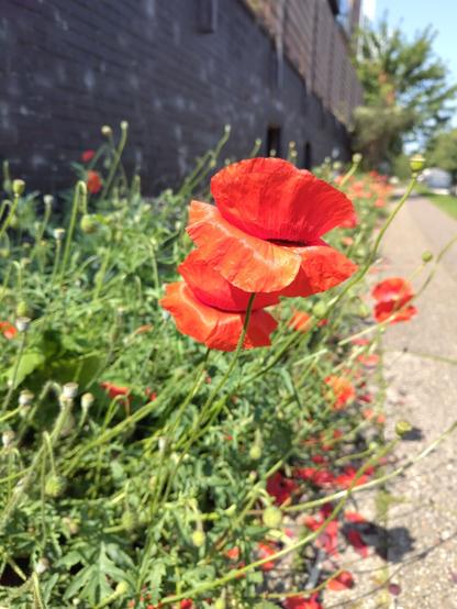 Two red poppies on a field of more. There is a brick wall to the left. There is a paved path to the right.