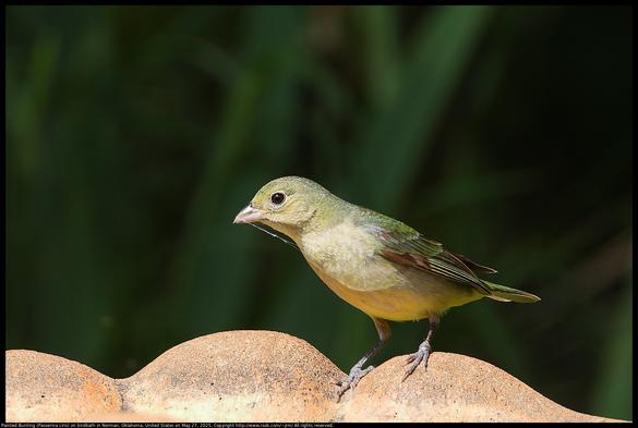 A young Painted Bunting (Passerina ciris) was standing on the edge of a concrete bird bath in Norman, Oklahoma, United States on May 27, 2025. The bird has spider web on their beak and seems to be exploring the world as children will.