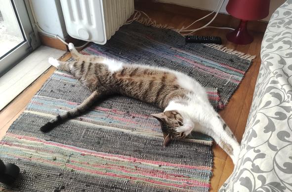 Yea, #Anarchodiva #Rallou doesn't  care of what's happening around. #CatsOfMastodon
The image shows a tabby cat lying on a multicolored striped rug on a wooden floor. The cat is stretched out, with its body fully extended and its head turned to the side, appearing relaxed and comfortable. The cat has a white underbelly and paws, with a mix of brown and black stripes on its back and tail. The rug has a mix of gray, pink, blue, and green stripes. In the background, there is a white radiator, a red lamp with a conical shade, and a black remote control on the floor. A glass door is visible on the left side of the image, allowing natural light to enter the room. The cat is positioned near the radiator, suggesting it might be seeking warmth.

Provided by @altbot, generated privately and locally using Ovis2-8B

🌱 Energy used: 0.185 Wh