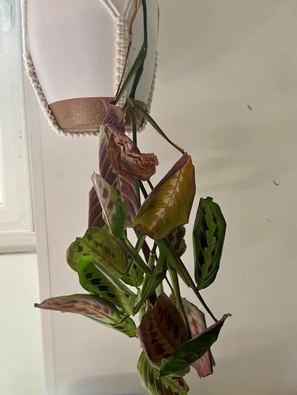 Une grosse branche de prayer plant dont des feuilles deviennent marron