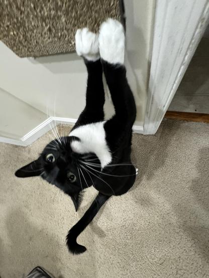My tuxedo cat Dazzle standing up, reaching as high as possible to scratch her scratching wall