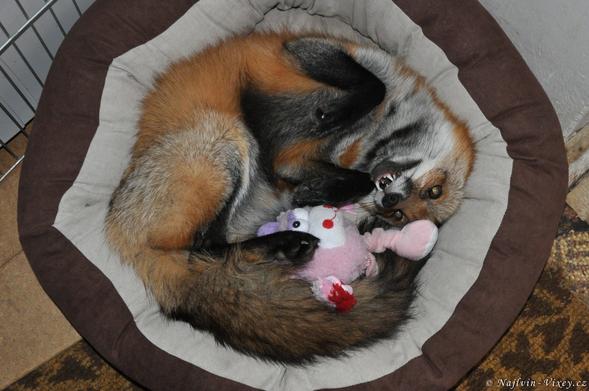 Picture of a Fox