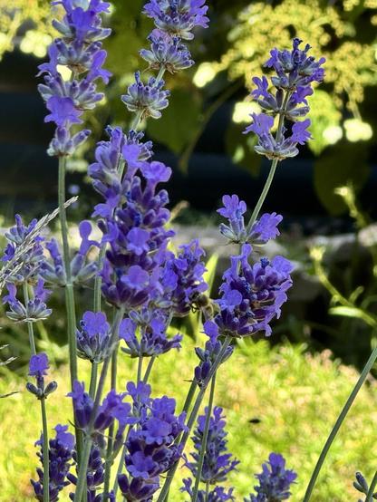 Lavendel mit kleiner Biene 🐝