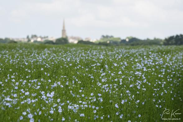 Photographie en couleur présentant dans les deux tiers inférieurs un champ de lin en fleurs., un bleu que je trouve magnifique et dans le tiers supérieur, la ligne d'horizon avec la haie bordant ce champ et derrière, le clocher, et quelques maisons d'un village, vraiment hors zone de netteté, sous un ciel, pas très clair.