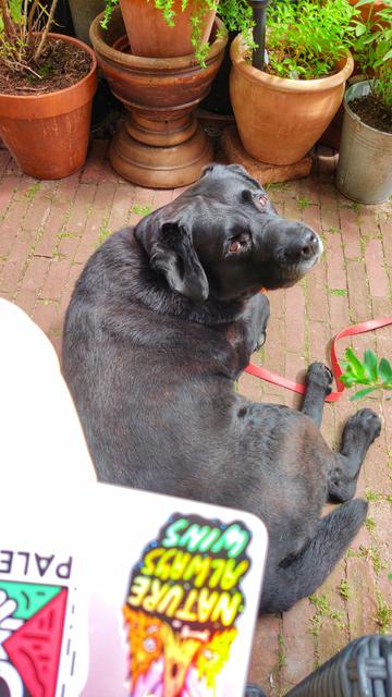 Black labrador dog looking up at the photographer.