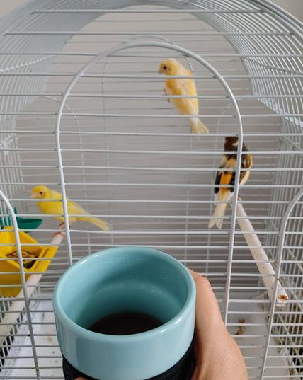 Fluffy, Pixie et Chiki.
La famille de canaris Chikitos.

Et un cheers de café.