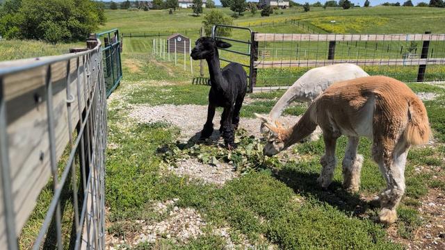 Three alpacas eating grape vine trimmings.