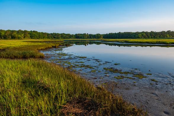Early morning sun lights the trees. Still water reflects the scene. Low tide exposes mud, shells, and sea weed.
© Tom Goetz. All rights reserved. Training an AI on this image is expressly forbidden.