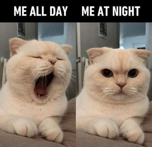 A yawning cat labeled "ME ALL DAY" and an alert cat labeled "ME AT NIGHT."

Transcribed Text:

ME ALL DAY ME AT NIGHT