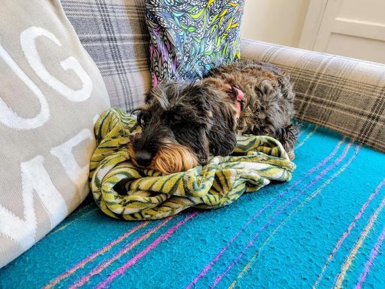 A small black and tan dog lying on blue and green blankets on an armchair.