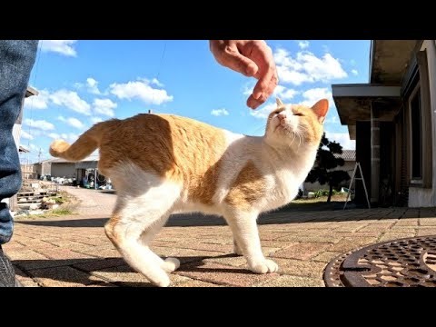 路地裏で出逢った野良のシャム猫と茶白猫が懐いて可愛い
