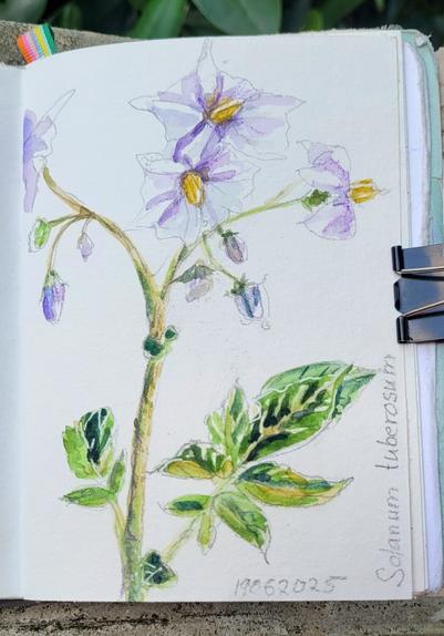 Aquarellskizze: eine Kartoffelpflanze mit vielen blass lila Blüten