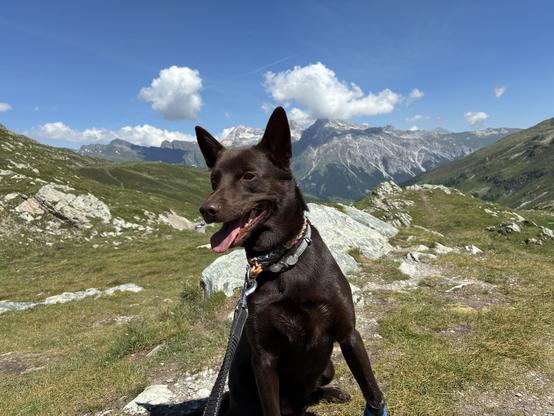 A brown Kelpie dog sits on rocky terrain with a mountainous landscape in the background. The sky is clear with a few clouds, and greenery surrounds the area.