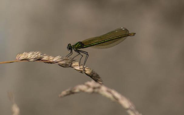 A female banded demoiselle (Calopteryx splendens) resting on grass.