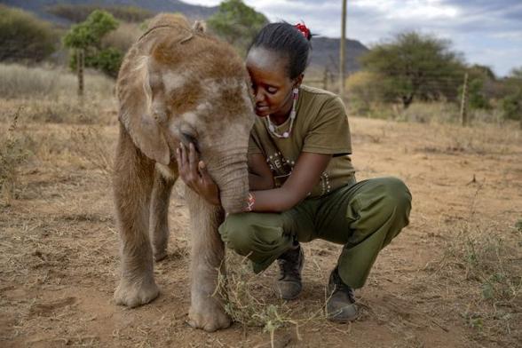 A woman squats down next to a baby elephant who has lost a portion of his trunk.