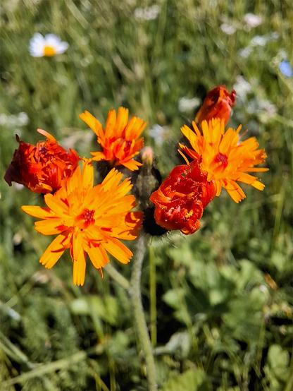 Close-up of an Pilosella guthnikiana (Guthnik’s Hawkweed, Rötliches Mausohrhabichtskraut) in bloom. The vibrant orange flower heads with narrow, toothed ray florets are grouped tightly at the top of a slender, softly hairy stem. Some flower heads are fully open, while others remain in bud stage. The background shows a blurred meadow with green foliage and scattered white flowers.