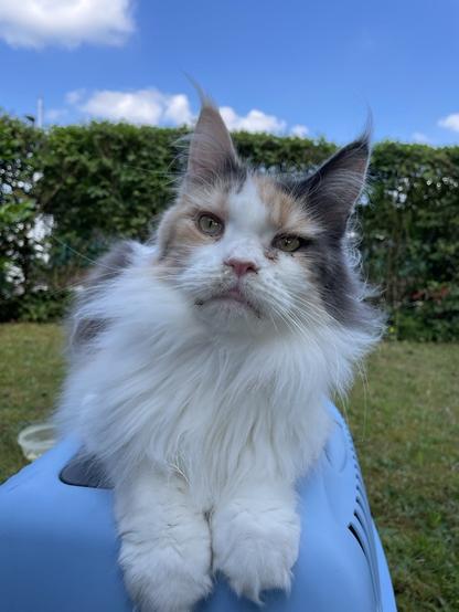 Melody, our white-with-orange-and-gray Maine Coon, in a garden, sitting on her blue transport cage, looking at the camera. Behind her, grass and a hedge are visible.