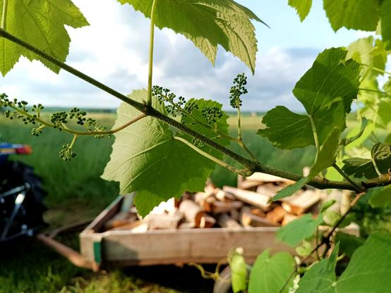 Photo taken from the underside of a large grape plant growing on the roof of a lean-to. There's a few grape leaves and clusters packed with tiny green grapes. In the background a field and a trailer half full with split logs.