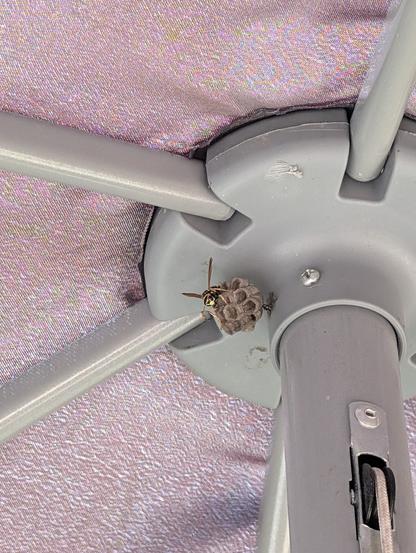 Une guêpe postée sur quelques alvéoles qu'elle a construites, au faîte d'un parasol.