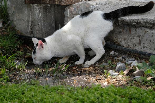 Photo of a white cat with black spots drinking water from a puddle.