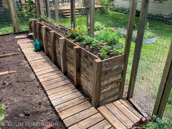 Long wooden raised bed inside a walk-in garden lined with chicken wire to keep the birds and squirrels out.